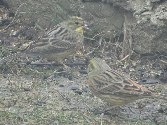 mi-au daruit un martisor placut