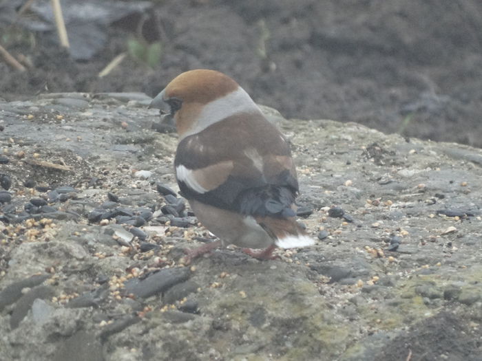 a revenit si botgosul