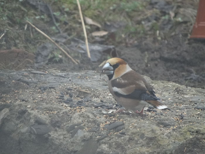 pacat ca era ceta...