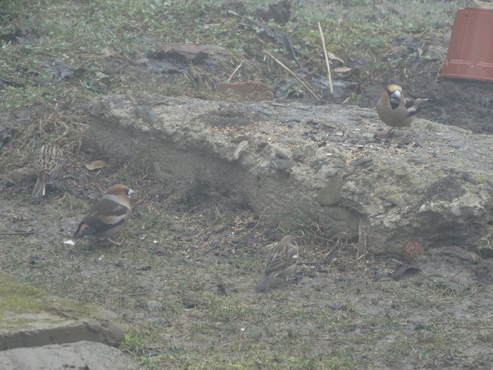 surpriza a fost si mai mare, 2botgrosi - a-vizitatorii gradinii-2015