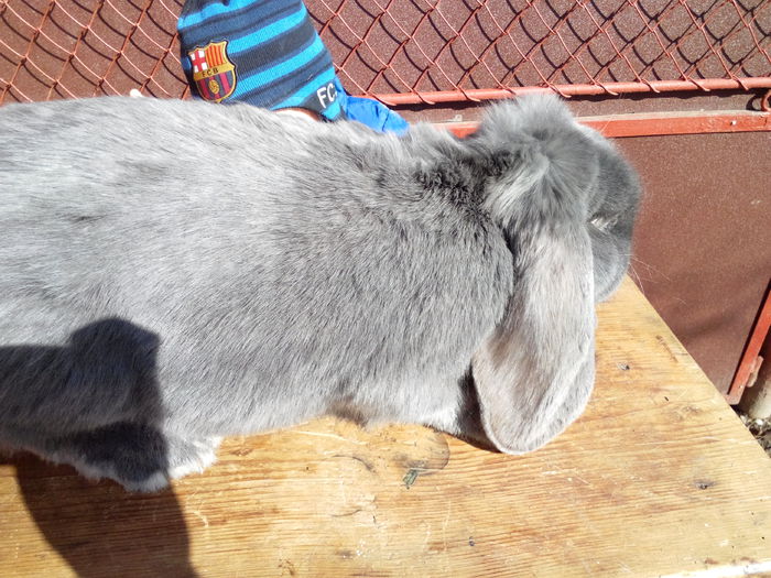 Femela 1,6 ani; Provenienta http://tomii2.sunphoto.ro/
Gestanta in 2sapt cu mascul galben 
pret 250 ron
