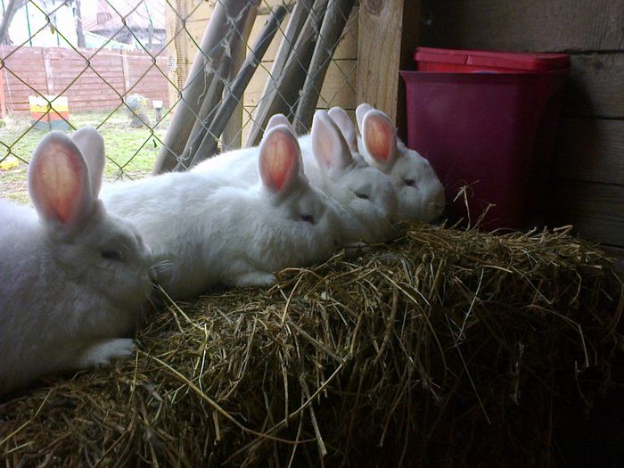 Pui 3 luni - Cuib Neo alb 26-11-2014