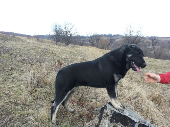 20150301_152905 - Ciobanesc anatolian-kangal