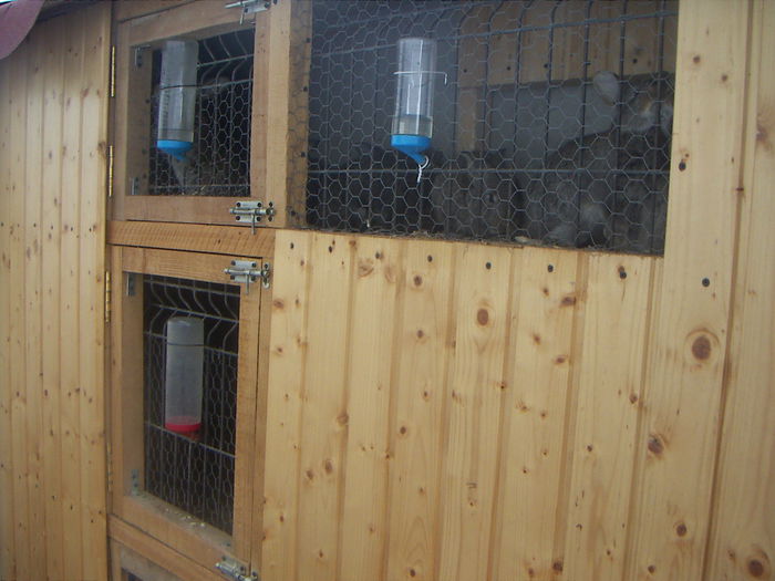 Custi iepuri an 2012