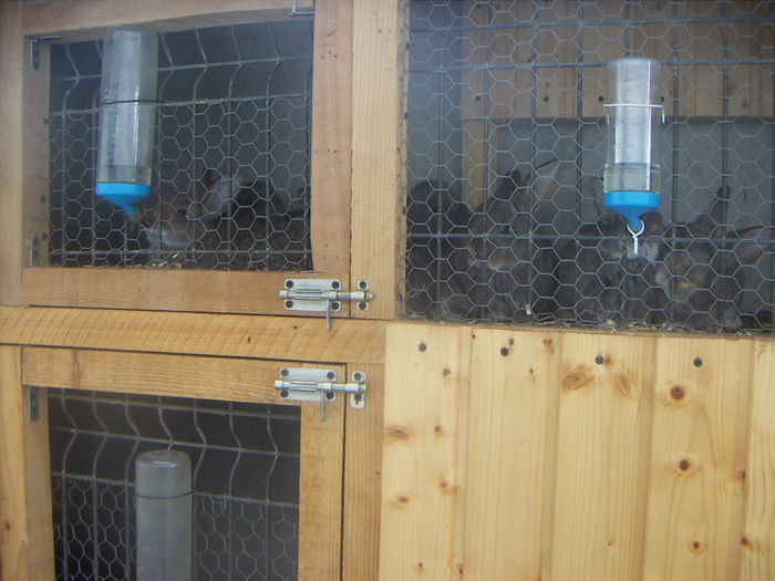 Custi iepuri an 2012