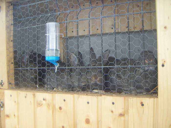 Custi iepuri an 2012