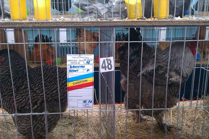 IMAG0350 - Expozitie Iasi 2015