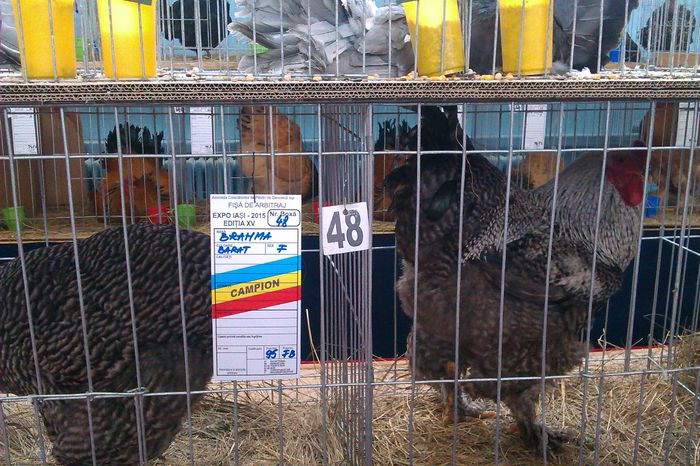IMAG0351 - Expozitie Iasi 2015