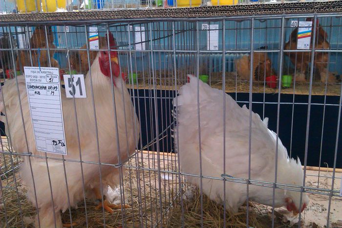 IMAG0352 - Expozitie Iasi 2015