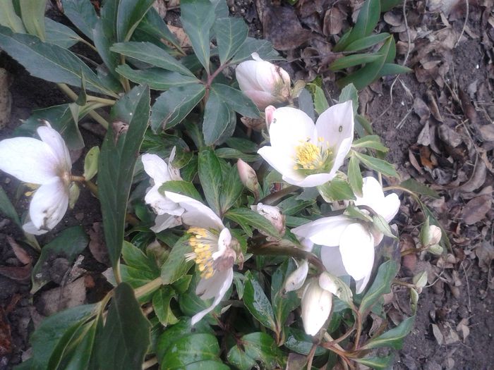 1.03 - Gradina