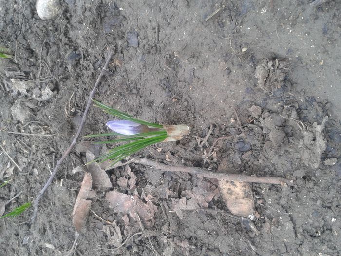 1.03 - Gradina