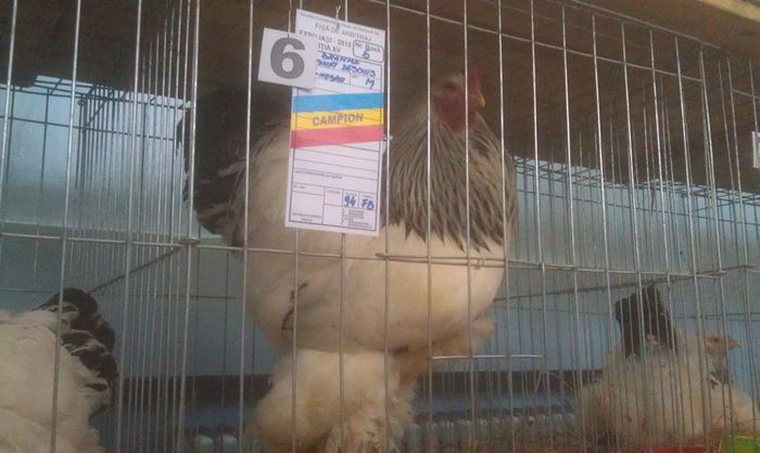 10347177_818828651520777_2387387950272191552_n