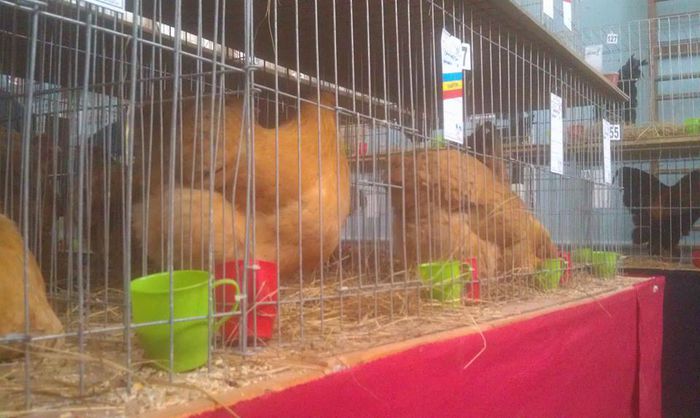 11032000_818828944854081_3889853869044504215_n