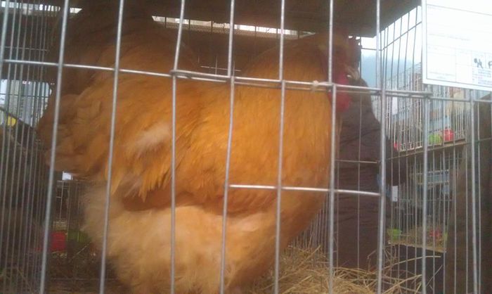 11046962_818829398187369_356444278392406333_n