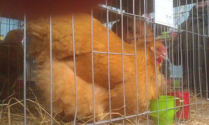 10647131_818829031520739_177523704773046380_n