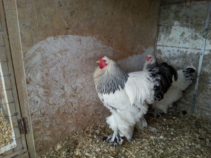 20150301_141732 - Brahma Herminat Deschis 2015