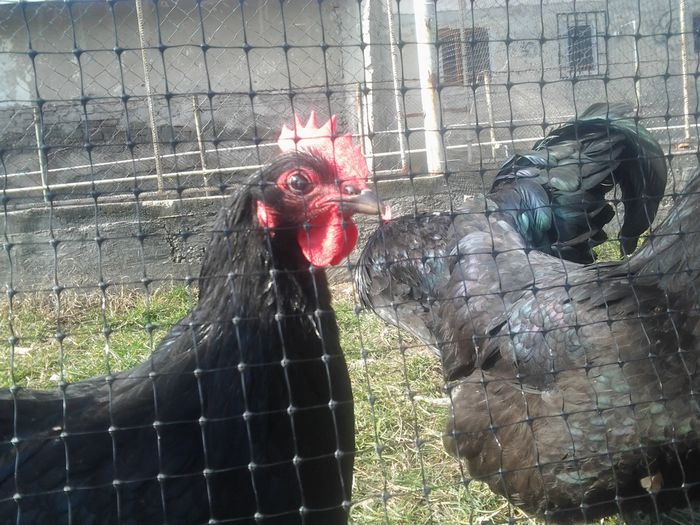 2015-02-28 13.53.29 - Australorp