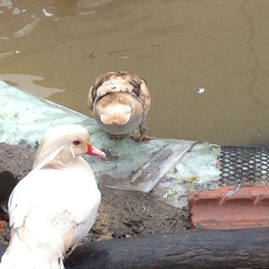 pereche - rata carolin