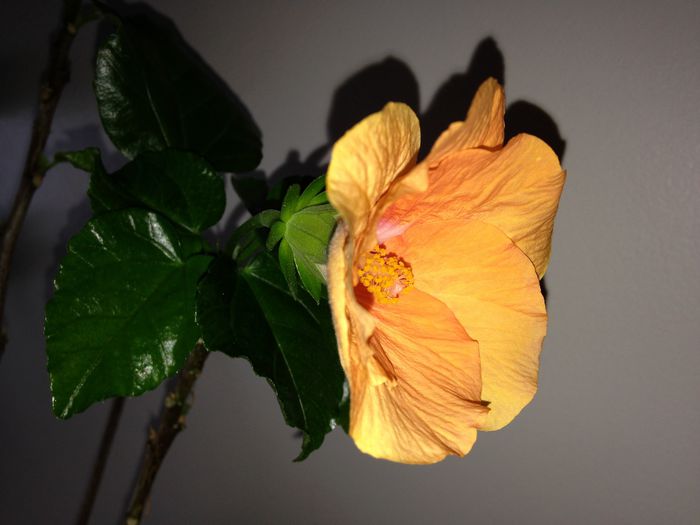 28 feb. 2015 - Hibiscus2015