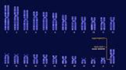 cromozomi cimpanzeu - TEORIA CROMOZOMIALA A EREDITATII