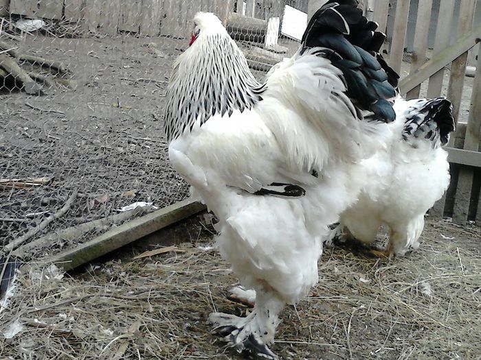 DSC_0528 - BRAHMA 2015