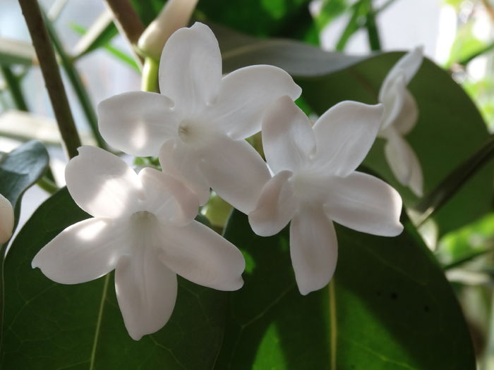 DSC09229 - Plante in ghiveci 2015