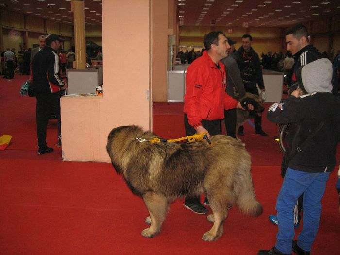 11026073_431237177044477_5355248170448722262_o - XXX 2015 EXPO PET EXHIBITION BUCURESTI