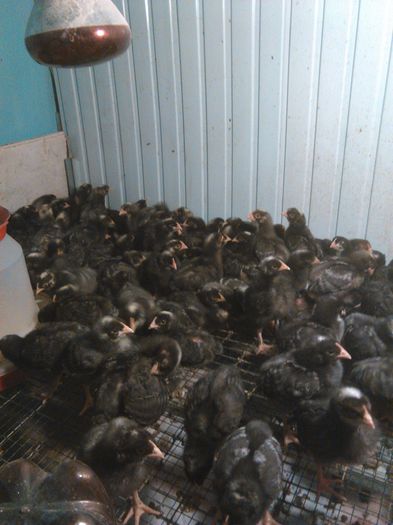 IMG_20150301_103735; pui de gaina zburati la varsta de 10 zile
