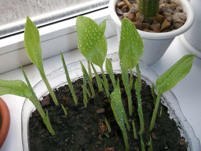 Se observa cum creste in fiecare zi - Bananieri Din Seminte Musa helen s hybrid