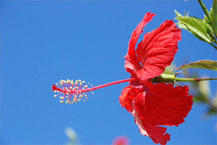 cuba-hibiscus-12