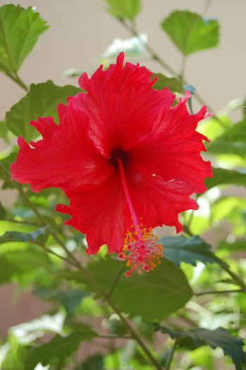 hibiscus Cuba