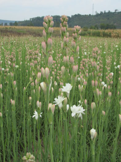 IMG_2829 - Bulbi de tuberose