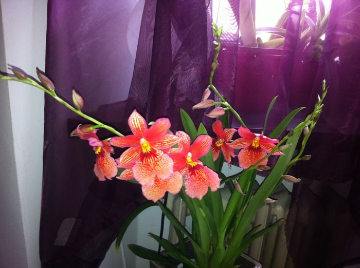 image - Orhidee