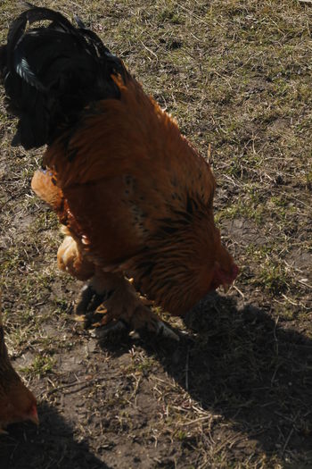 _MG_6829; Cocos columbia 2013 de la domnul Paun Daniel
