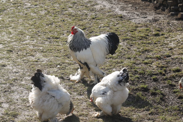 _MG_6835; Atat cocosul cat si puicile sunt din oua de la domnul Ciocoi Nicolae!
