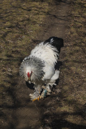 _MG_6845; Cocos din oua de la Cristi Grajdeanu
