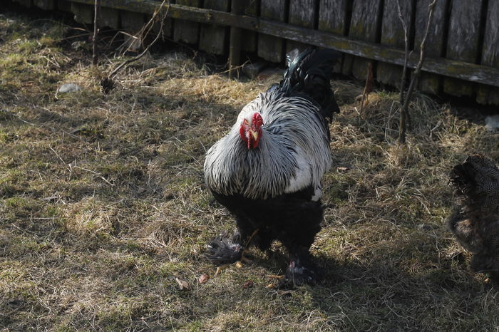 _MG_6852; Cocos herminat inchis 94 punvte expo
