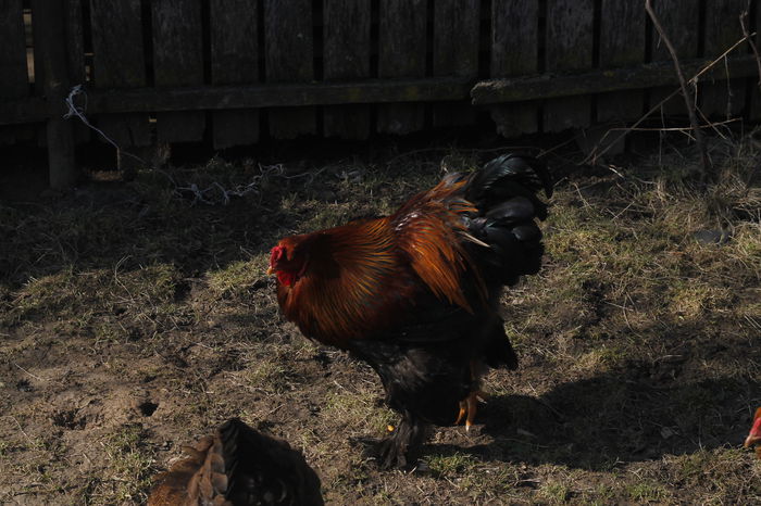 _MG_6861; Cocos potarnichiu 94 puncte expo
