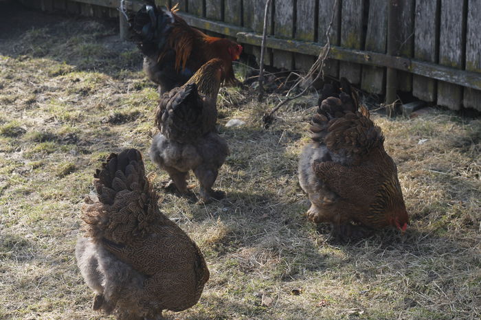 _MG_6863; Gaina potarnichiu 2014 94 de puncte
