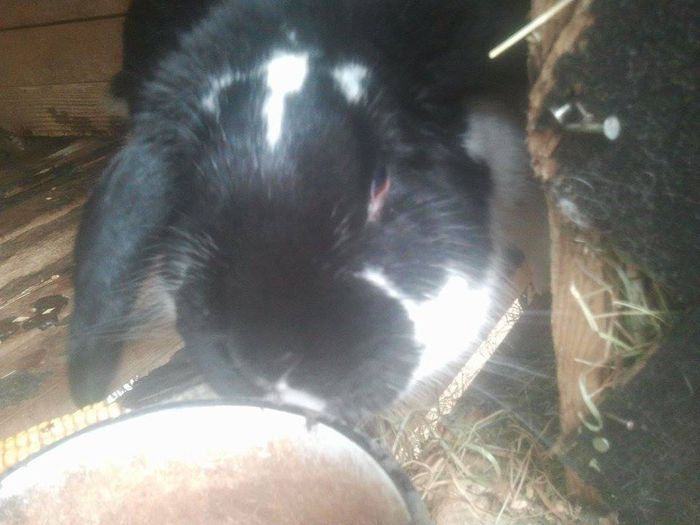 11020382_780834802012699_1086071581_n