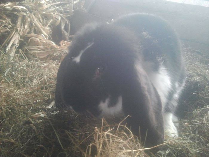 11040320_780835568679289_1003789938_n