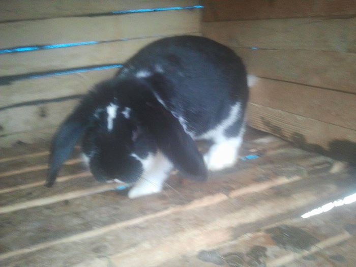 11040351_780835485345964_1988423290_n