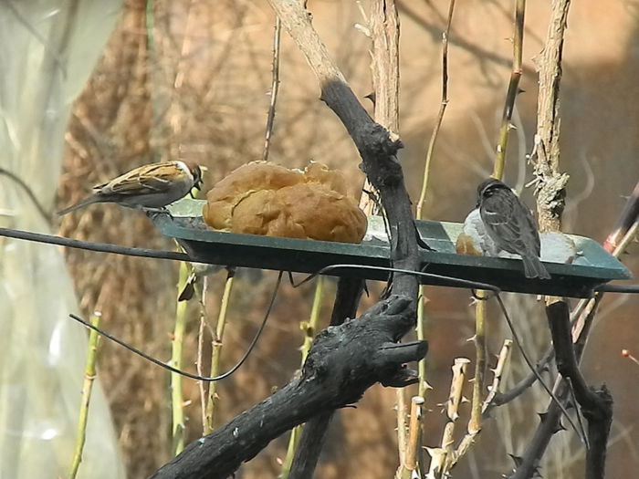 DSCN4240 - VRABIUTE_4