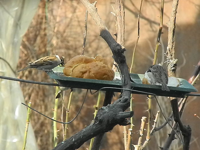 DSCN4242 - VRABIUTE_4