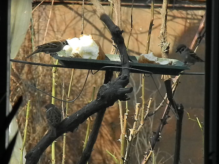 DSCN4317 - VRABIUTE_4