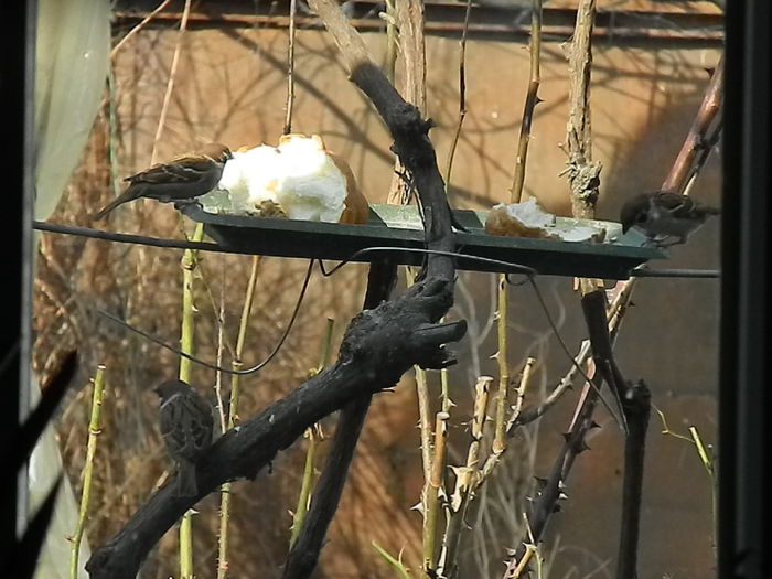 DSCN4319 - VRABIUTE_4