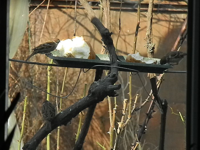 DSCN4321 - VRABIUTE_4