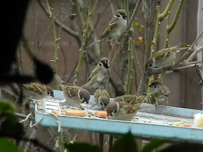 DSCN9966 - VRABIUTE_4