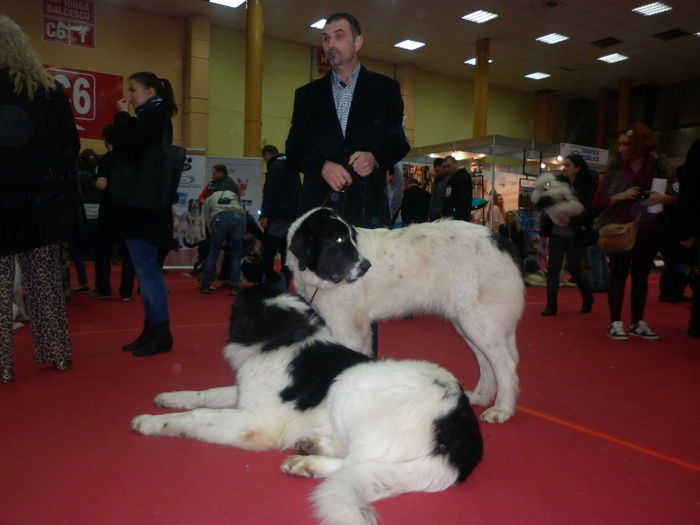 P1010313 - Expo CAC Bucuresti-1 martie 2015