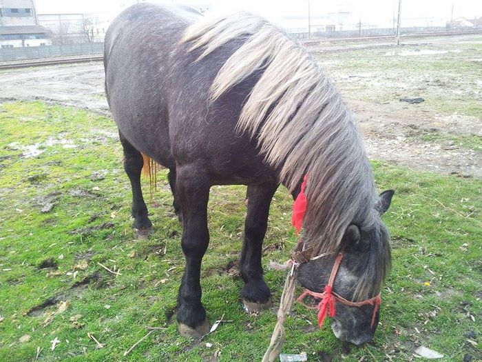 11034911_869024203120123_6083356265381981577_n